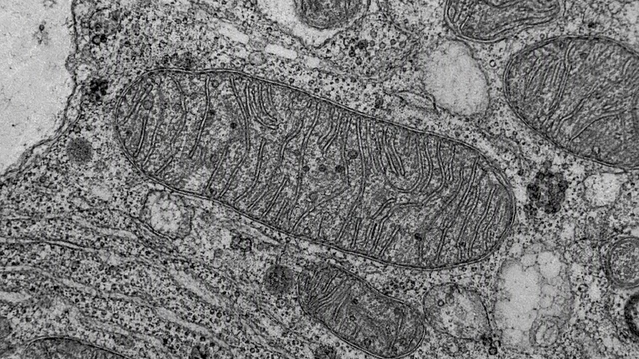 Autophagy and Energy: What Human Studies Actually Measure