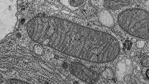 Autophagy and Energy: What Human Studies Actually Measure