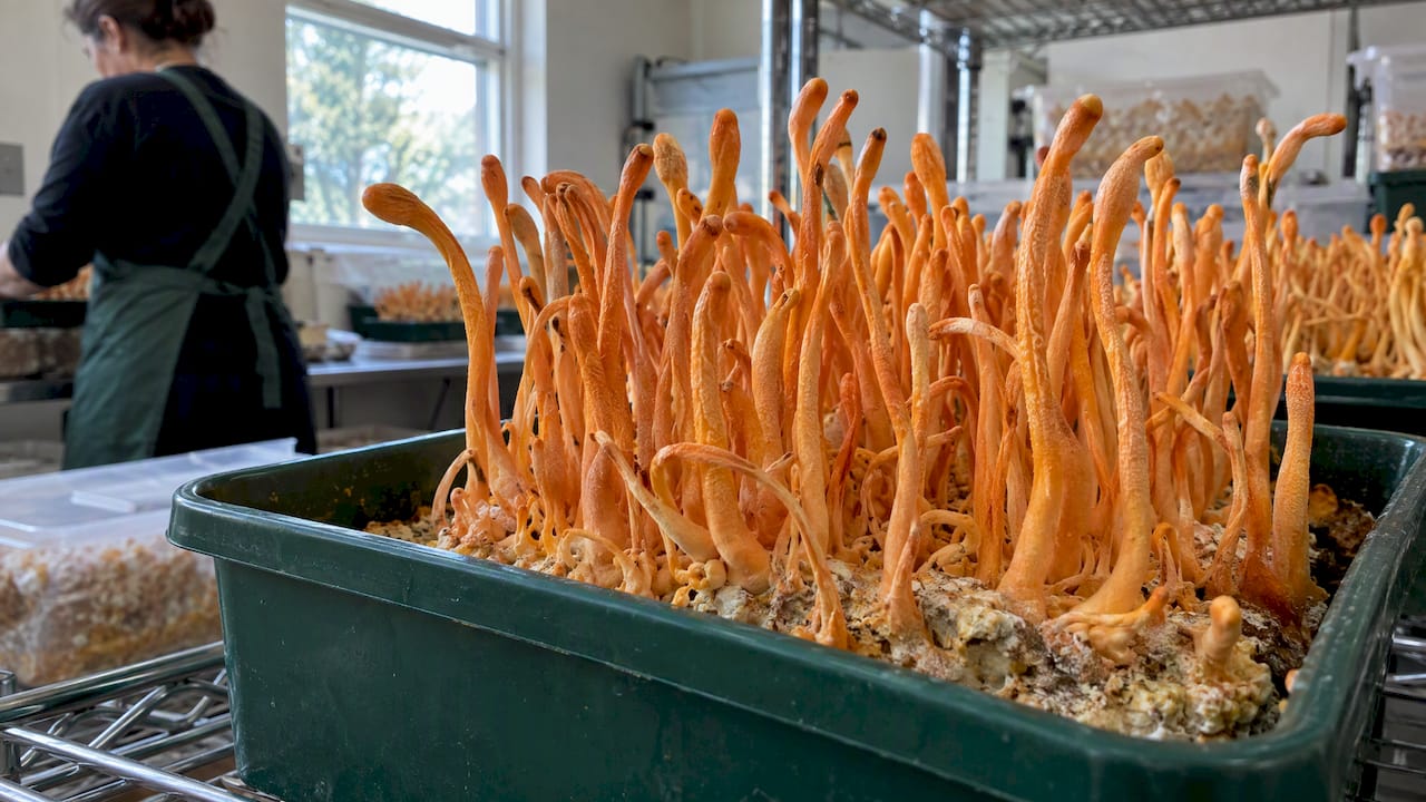 Cordyceps for Energy: Read the Preparation and the Outcome