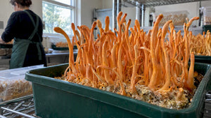 Cordyceps for Energy: Read the Preparation and the Outcome